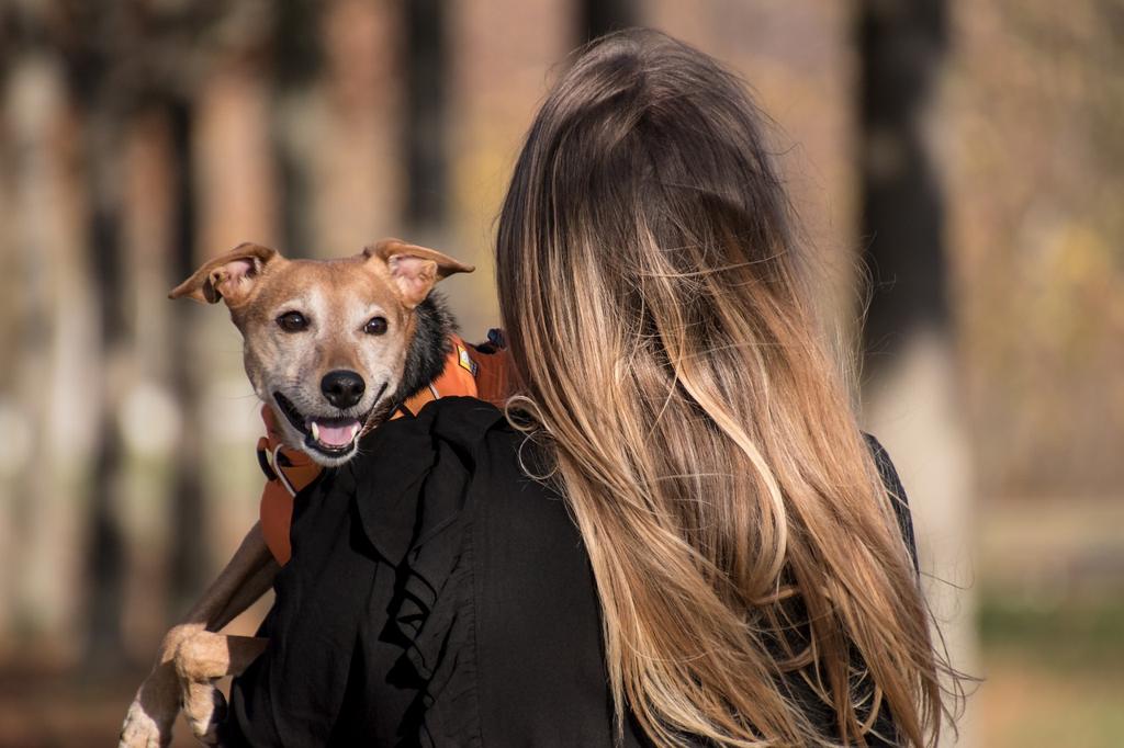 Evcil Hayvanlar İçin Şık Ve Güvenli Aksesuarlar: Purrfectly Paws Ürün Yelpazesi