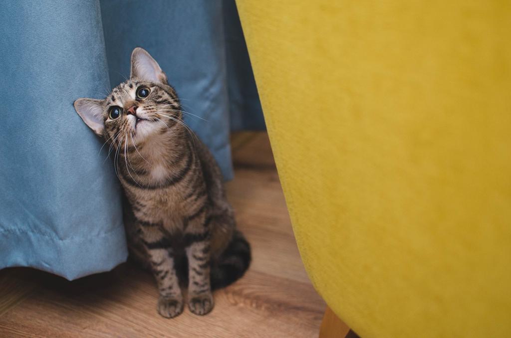 Kedi Bakımının Temel İpuçları: Sağlıklı Ve Mutlu Kediler İçin Rehber