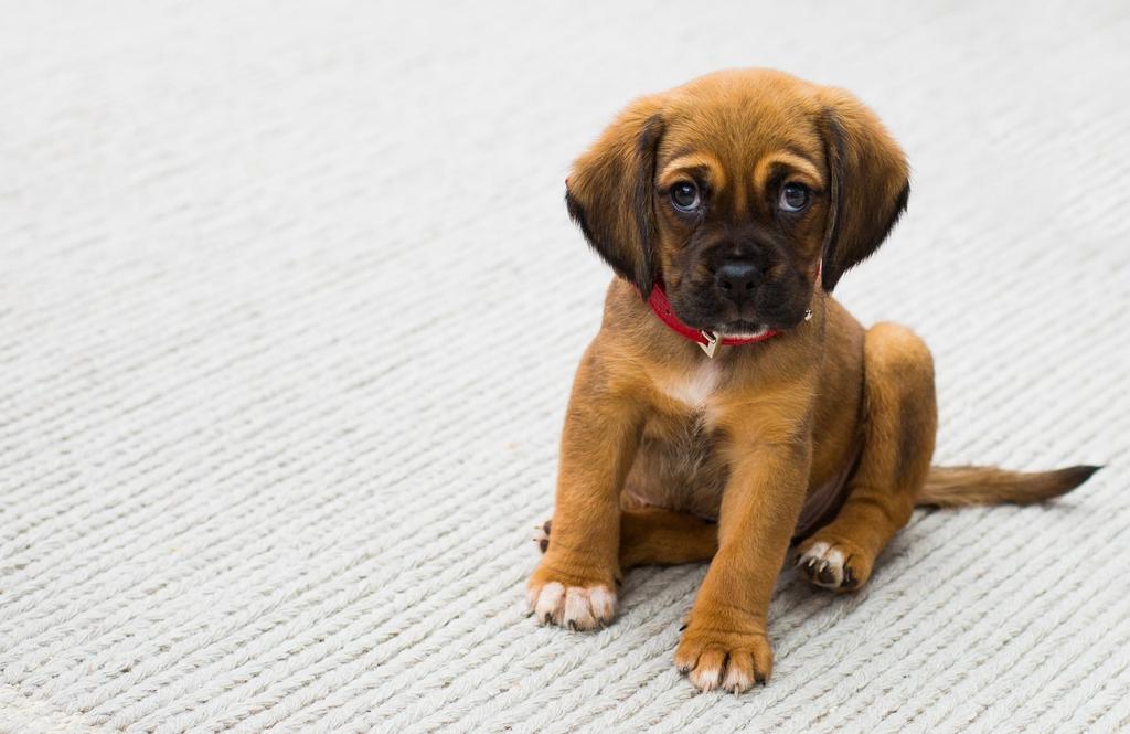 Köpeğim Neden Havlıyor? Köpeklerde Havlama Sebepleri Ve Çözüm Önerileri