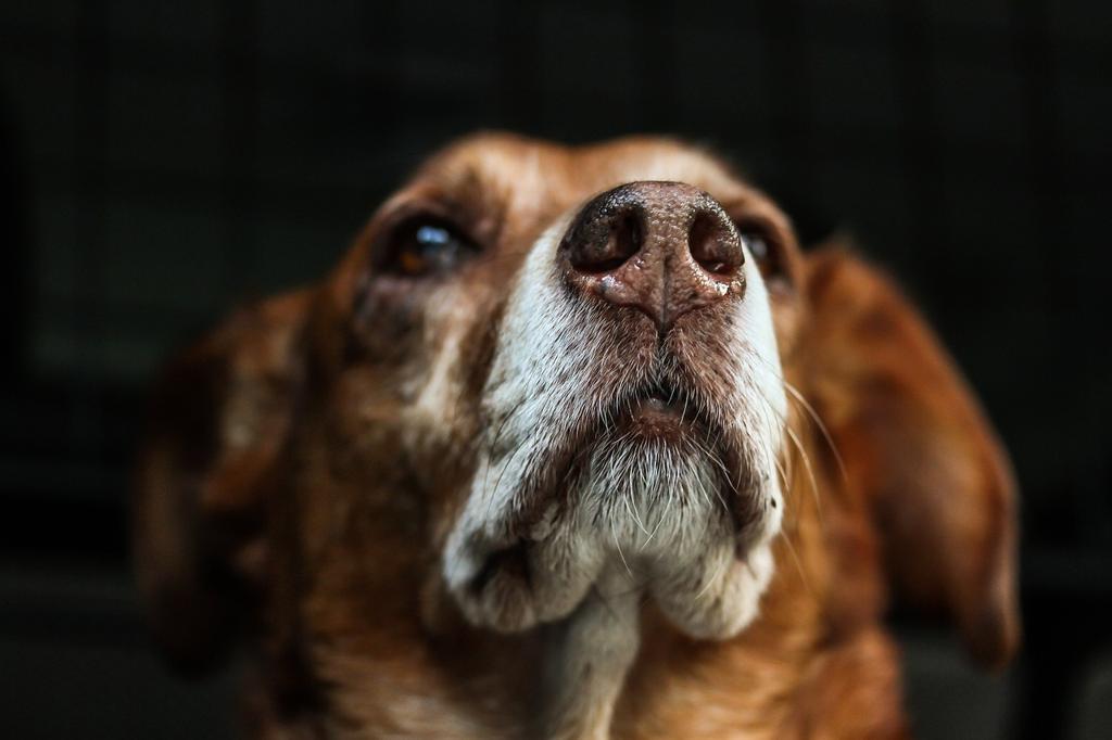 Köpeğim Neden Havlıyor? Köpeklerde Havlama Sebepleri Ve Çözüm Önerileri