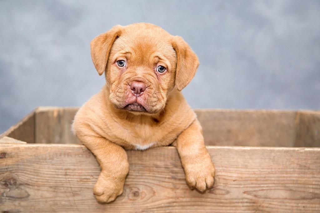 Köpeklerde Davranış Problemleri: Sebepleri Ve Çözüm Yolları