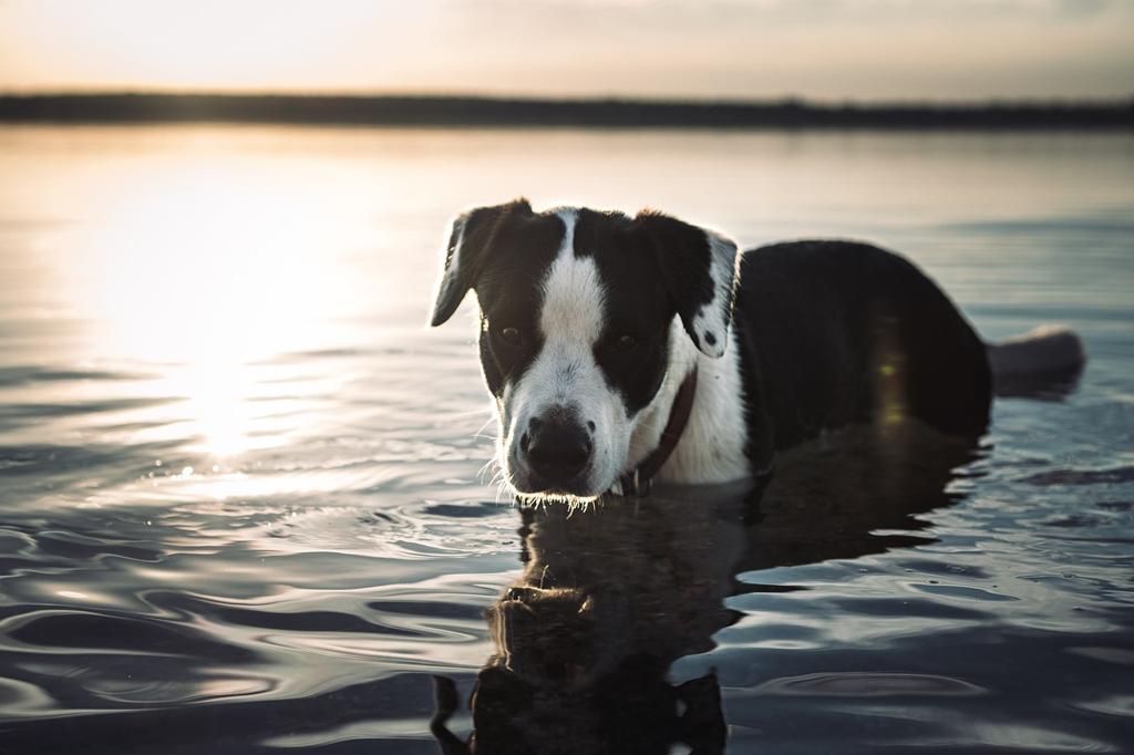 Köpeklerde Davranış Problemleri: Sebepleri Ve Çözüm Yolları