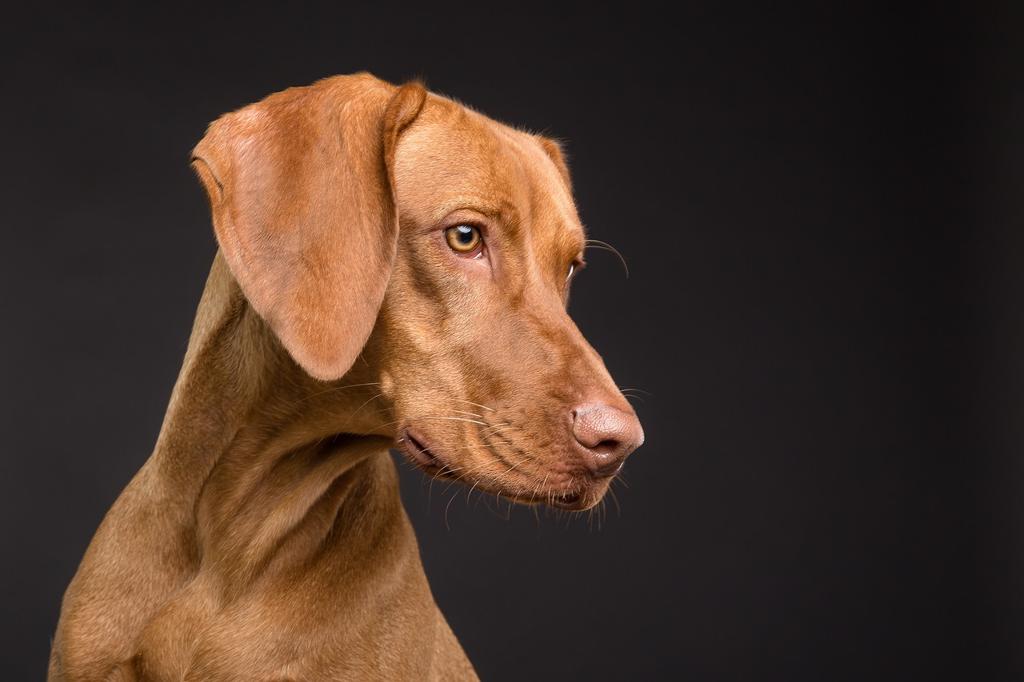 Köpeklerde Diş Sağlığı: Diş Fırçalama Ve Diş Bakım Ürünleri