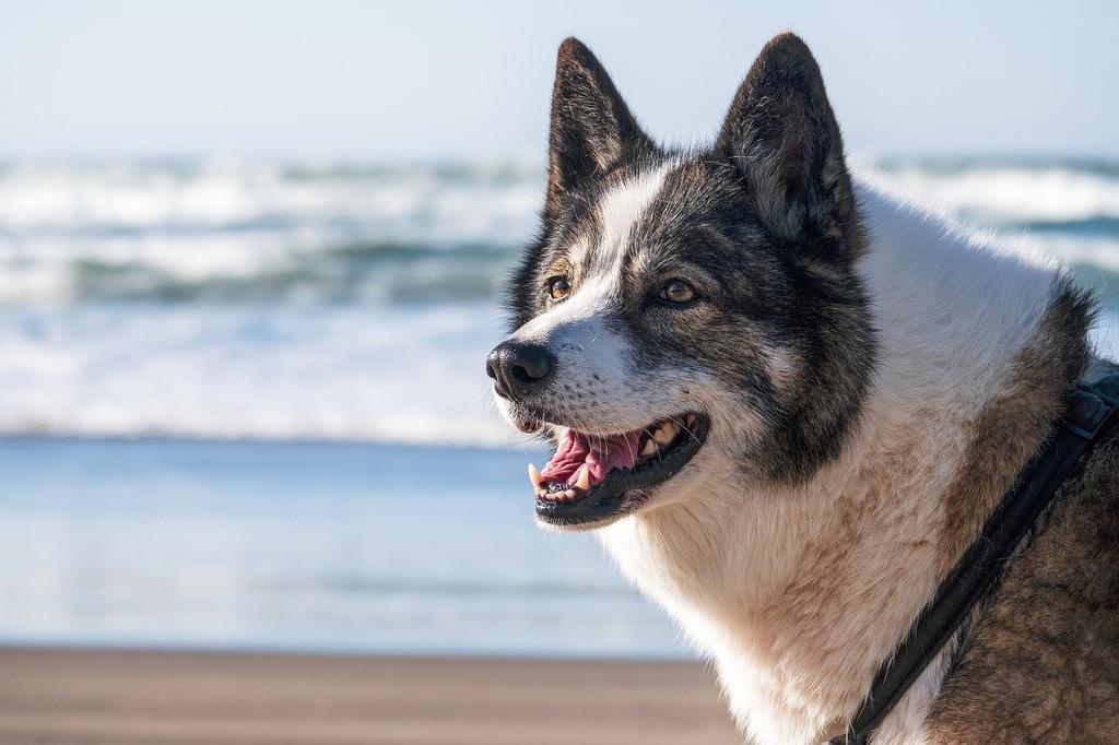 Köpeklerde Egzersiz: Enerjik Ve Sağlıklı Kalmak İçin Oyunlar Ve Aktiviteler