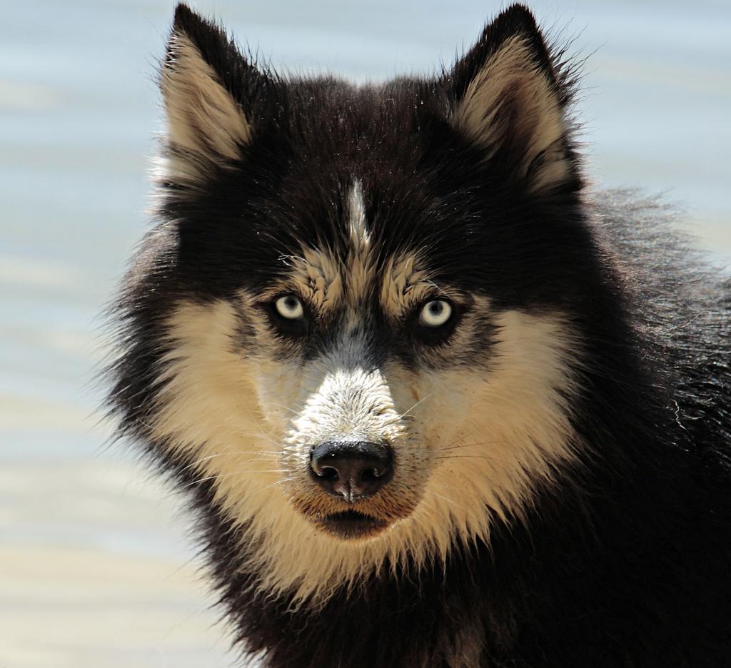 Köpeklerde Egzersiz: Enerjik Ve Sağlıklı Kalmak İçin Oyunlar Ve Aktiviteler