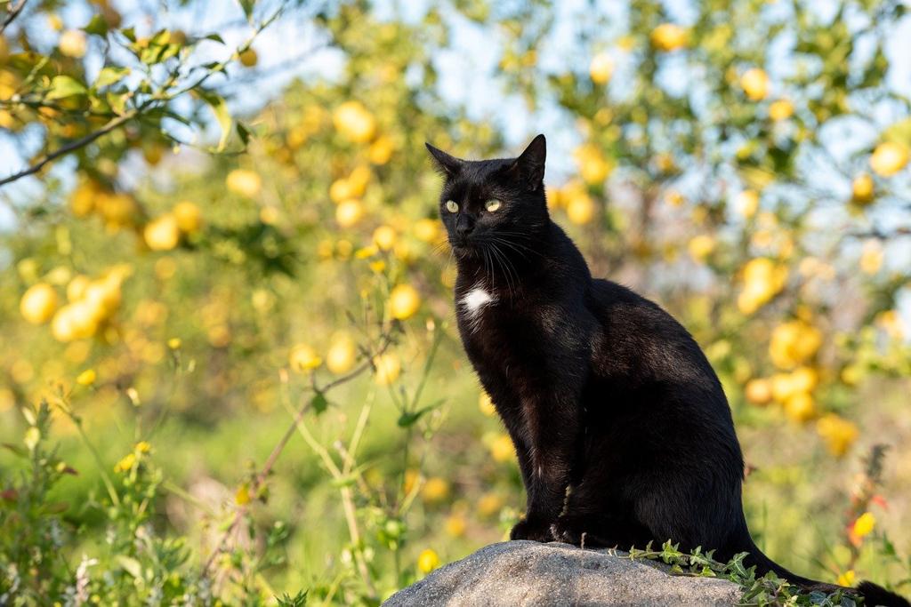 Purrfectly Paws Kedi Boyun Tasmaları: Konfor Ve Güvenlik