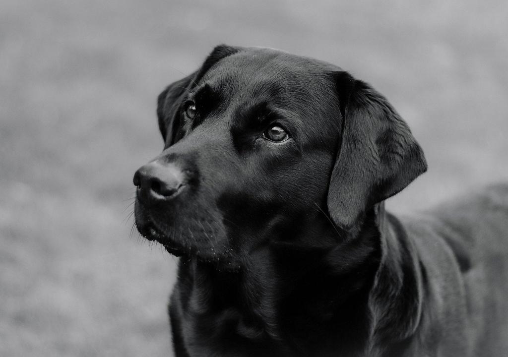 Purrfectly Paws Köpek Gezdirme Kayışları: Dayanıklılık Ve Şıklık Bir Arada